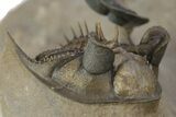 Two Spiny Erbenochile Trilobites With Gerastos - Stunning Association! #241562-10